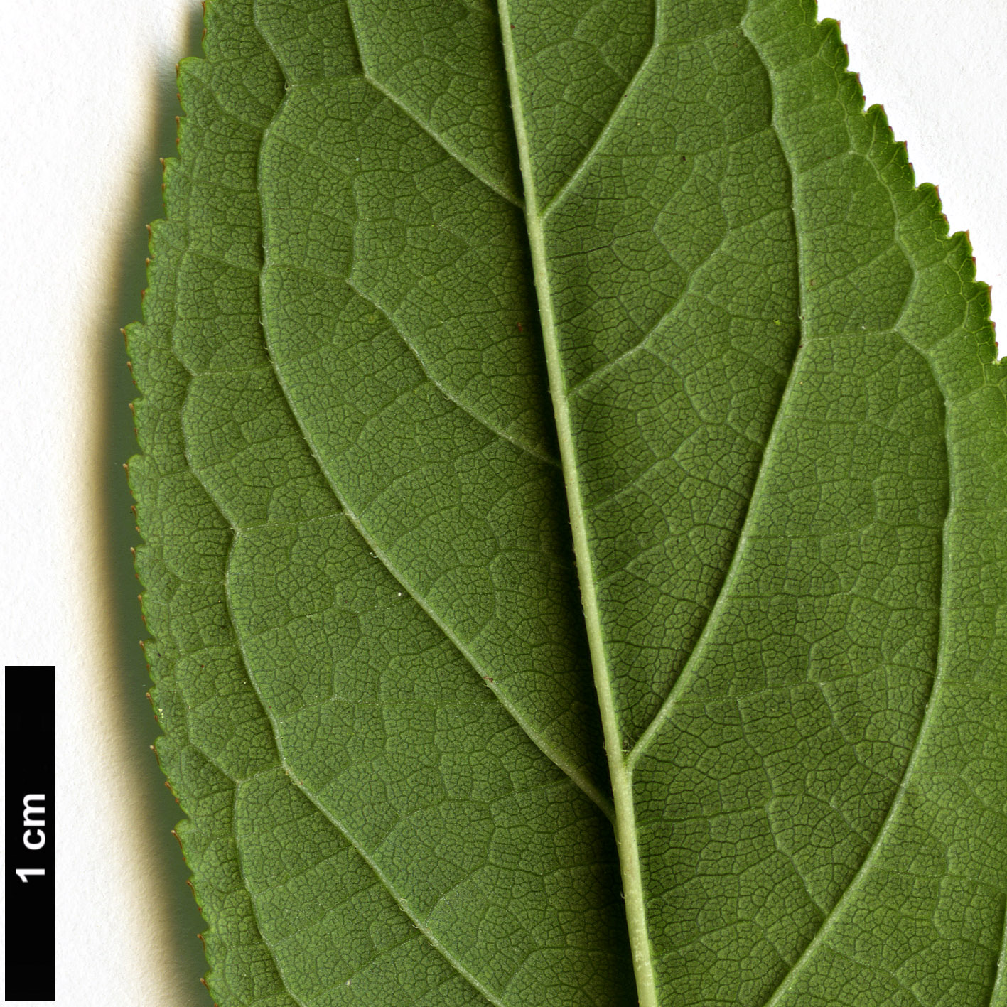 High resolution image: Family: Rosaceae - Genus: Prunus - Taxon: glandulosa - SpeciesSub: ‘Alba Plena’